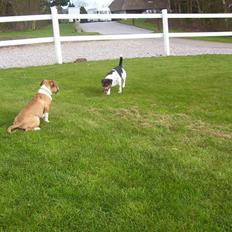 Amerikansk staffordshire terrier Mika