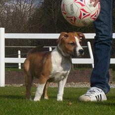Amerikansk staffordshire terrier Mika