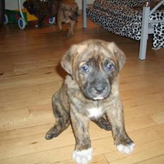 Blanding af racer Tino