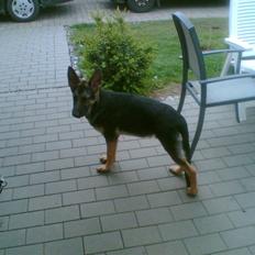 Schæferhund Kento (R.I.P 02.09.09)