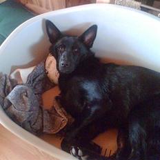 Schæferhund Balto - (R.I.P 23.06.09)