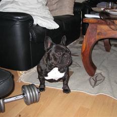 Fransk bulldog Patrick