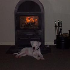 Amerikansk staffordshire terrier Bølle R.I.P