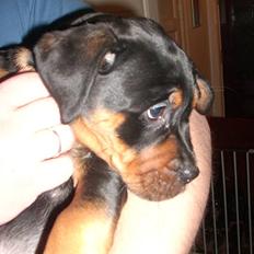 Blanding af racer Fraya R.I.P 26/4-2011
