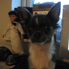 Chihuahua Don Diego De La Vega