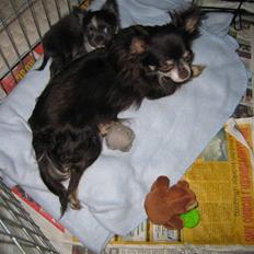 Chihuahua Don Diego De La Vega