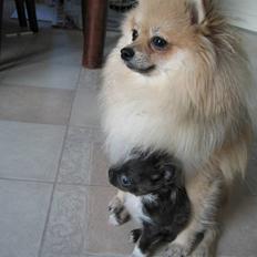 Chihuahua Don Diego De La Vega