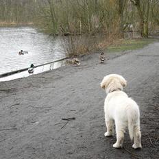 Golden retriever Noomi 