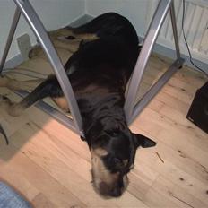 Blanding af racer  Whisky * R.I.P *