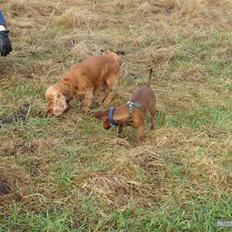 Blanding af racer Eddi 