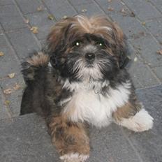 Lhasa apso gizmo
