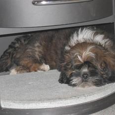 Lhasa apso gizmo