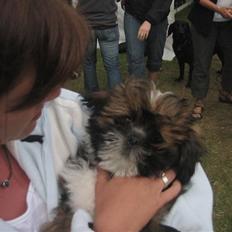 Lhasa apso gizmo