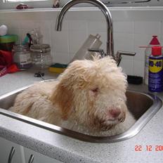 Lagotto romagnolo Luna