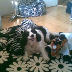 Blanding af racer Panda <'33