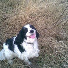 Blanding af racer Panda <'33