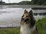Shetland sheepdog mikkel  (DØD)