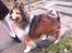 Shetland sheepdog mikkel  (DØD)