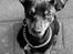 Dvaergpinscher Vedhauges Zhiro - Velkommen. Det er mig der er Zhiro.