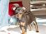 Dvaergpinscher Vedhauges Zhiro