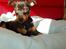 Dvaergpinscher Vedhauges Zhiro - Hov, der sker noget.