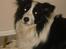 Border collie Jewel