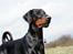 Dobermann G.O.F. Brilliant Boris - Flotte, stolte mig