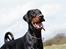 Dobermann G.O.F. Brilliant Boris - Lalle lalle Boris