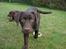 Labrador retriever Simba - Lille Simba i haven