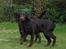 Labrador retriever Simba - Simba og Nougat