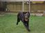 Labrador retriever Simba - Vildbassen