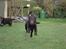 Labrador retriever Simba - I fuld firspring