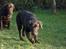 Labrador retriever Simba - Simba sammen med Nougat
