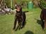 Labrador retriever Simba - Bat-dog:D ELsker hans ører:P