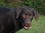 Labrador retriever Simba - Min smukke fotogene prins:D