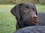 Labrador retriever Simba - UUH - Jeg er sååå lækker - tænker Simba