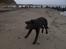 Labrador retriever Simba - Første gang han var med ved stranden:D Og det var uden hans mor, så han var pænt bange for det der vand:D