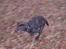 Labrador retriever Simba - Whooooom......... Sprinteren kommer forbi...