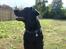 Labrador retriever Bertram R.I.P - Sidder pænt