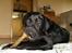 Labrador retriever Bertram R.I.P - Har været i bad.... WEEEEE fik en nyt tyggeben bagefter