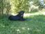 Labrador retriever Bertram R.I.P - Pyyyy det er varmt