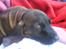 Bayersk bjergsschweisshund Tyson R.I.P 10/10-2008 - lille træt fætter på 9 uger