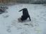 Labrador retriever Bertram R.I.P - Lege i sne