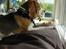 Beagle ANTON *Savner dig*