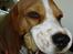Beagle ANTON *Savner dig*