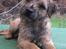 Border terrier Echo - Echo - 12 måneder