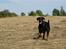 Dobermann G.O.F. Brilliant Boris - PLAY PLAY PLAY!