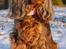 Cocker spaniel Carla