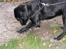 Labrador retriever Sammi R.I.P  - Grave grave <3