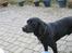Labrador retriever Sammi R.I.P  - Hvad, sker der indefor ? <3
